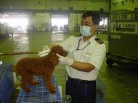 Quarantine for Imported dog 