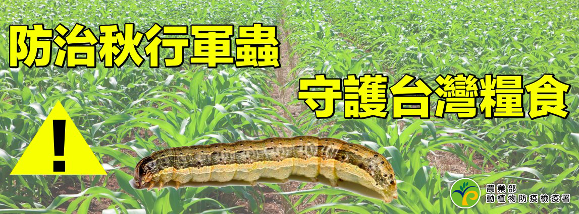 防治秋行軍蟲 守護台灣糧食