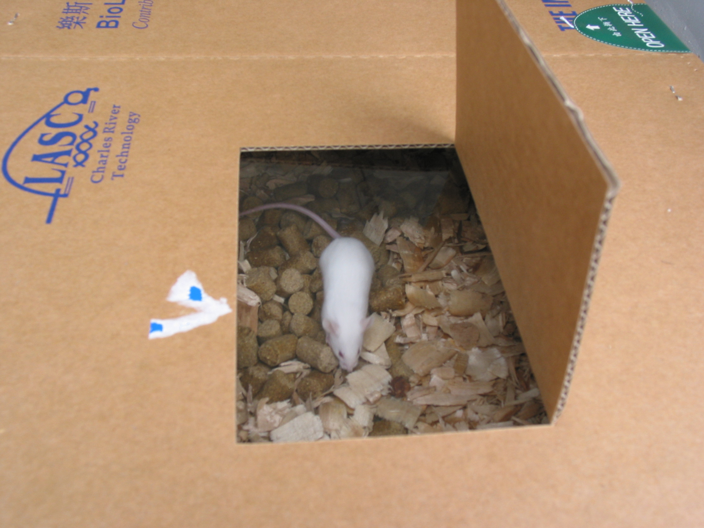 Inspection of animals and their products