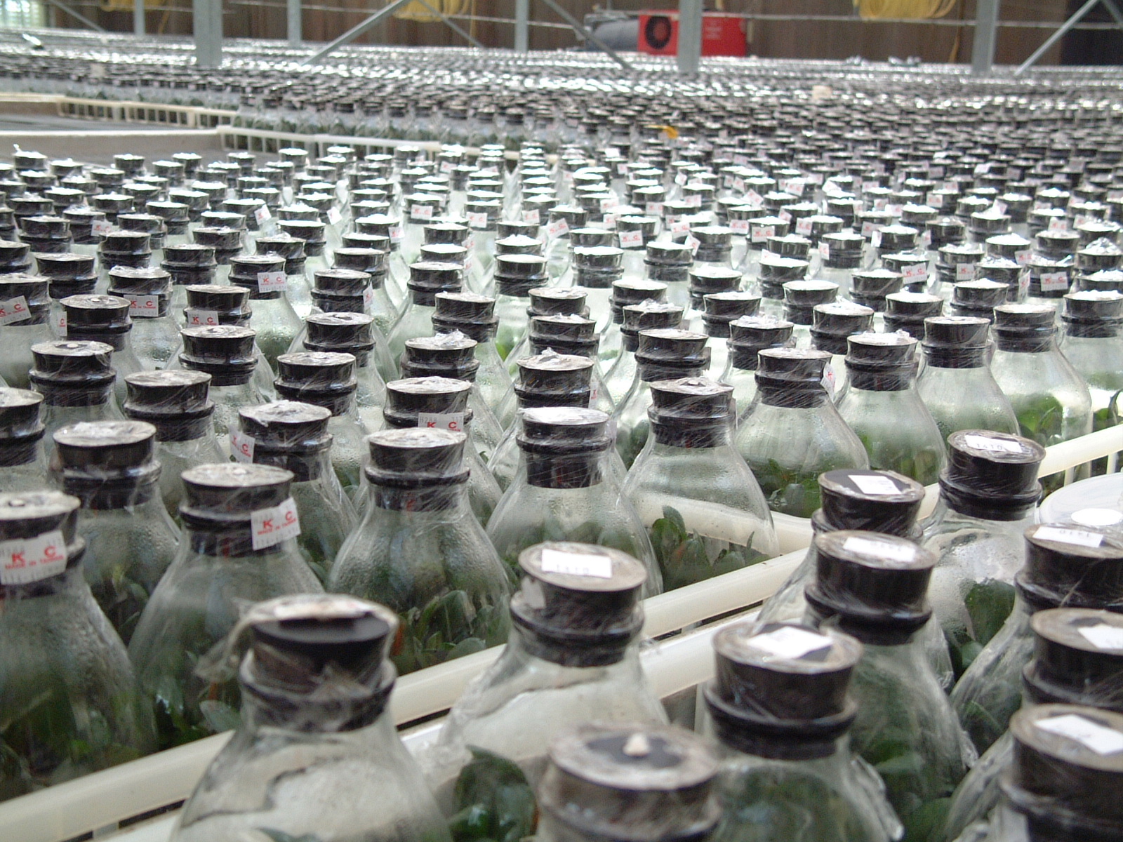  Inspection of plants and their products