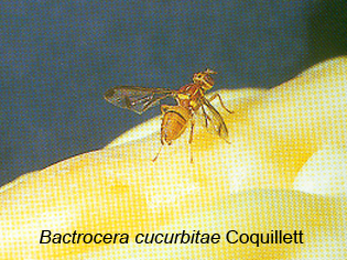 Bactorcera cucurbitae Coquillett
