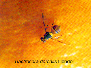 Bactrocera dorsalis Hendel
