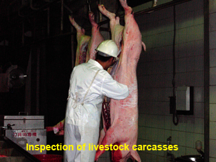 Inspection of livestock carcasses Inspection of livestock carcasses
