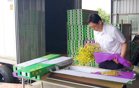 Inspect plants and their products for export