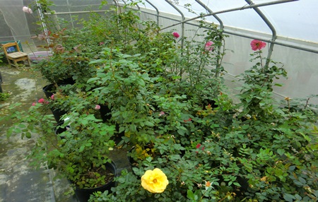 Isolate imported plants and their products