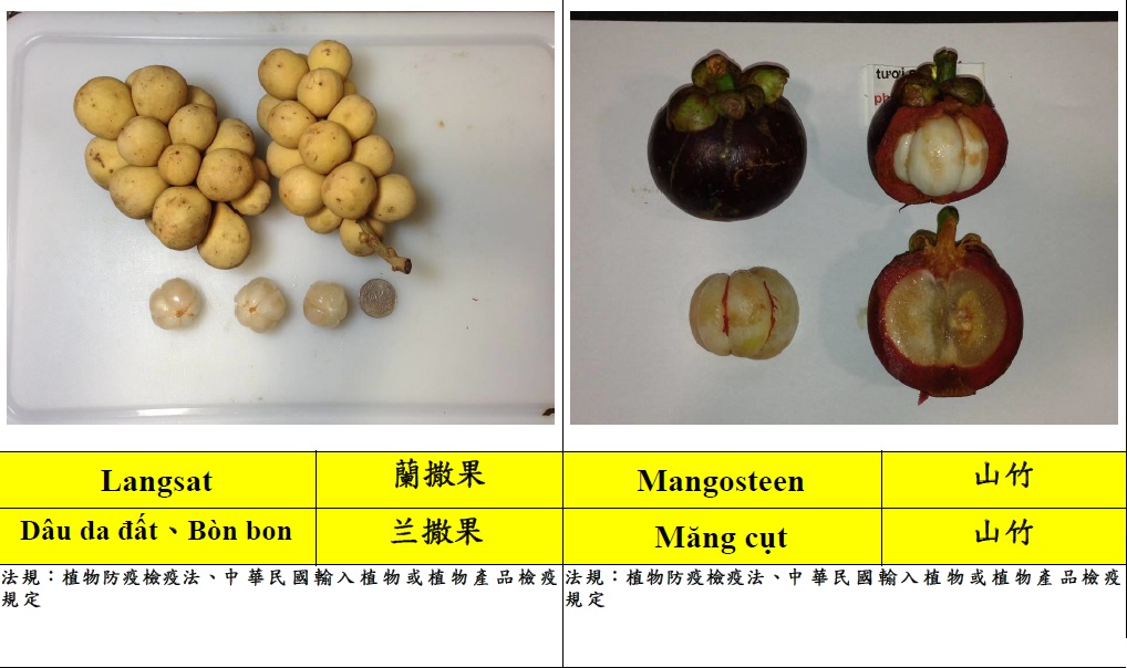 常見入境旅客違規攜帶植物檢疫物圖鑑2