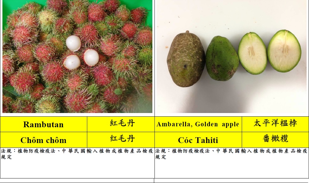 常見入境旅客違規攜帶植物檢疫物圖鑑3