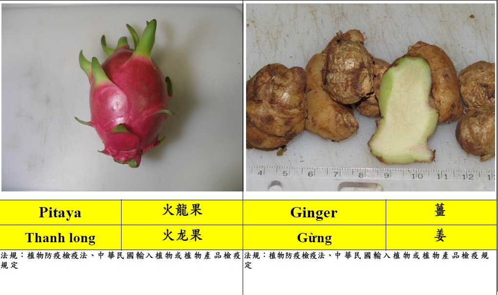 常見入境旅客違規攜帶植物檢疫物圖鑑6