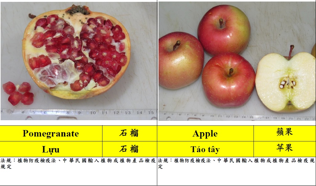 常見入境旅客違規攜帶植物檢疫物圖鑑7