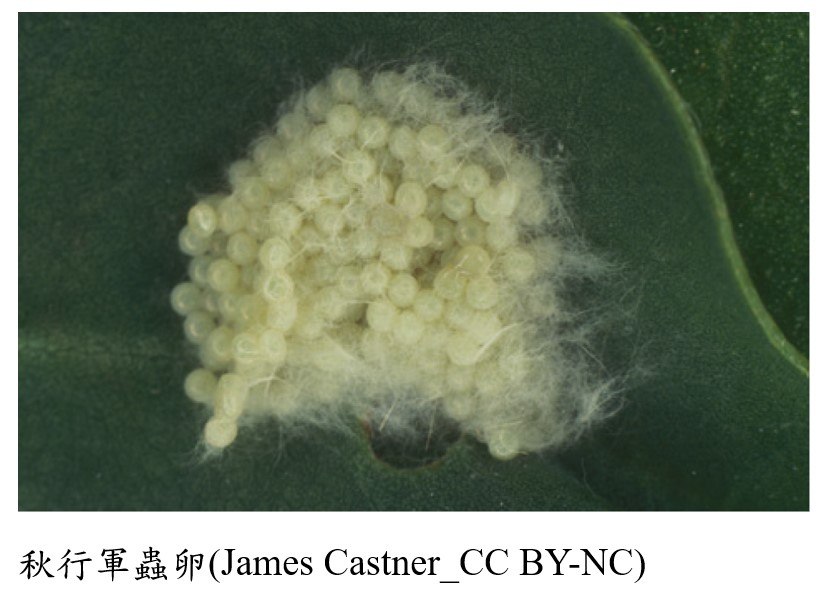秋行軍蟲卵