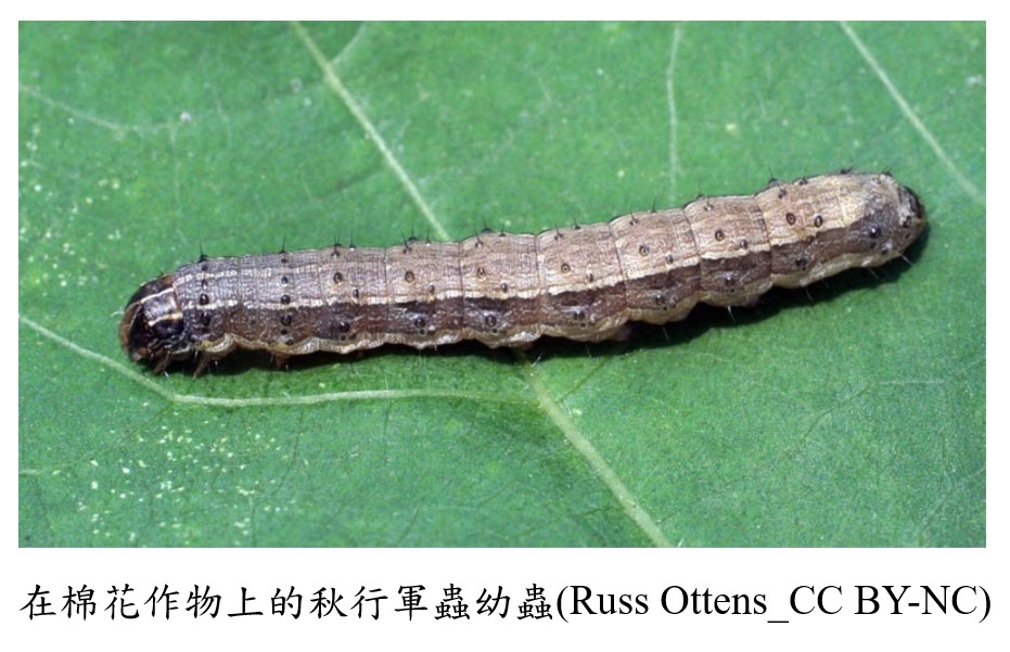 在棉花作物上的秋行軍蟲幼蟲