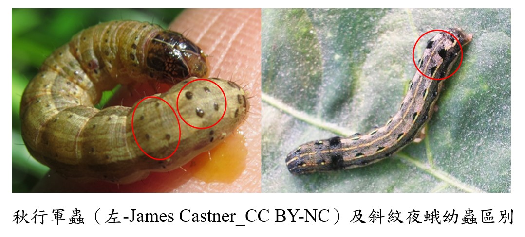 秋行軍蟲(左)及斜紋夜盜蛾幼蟲區分