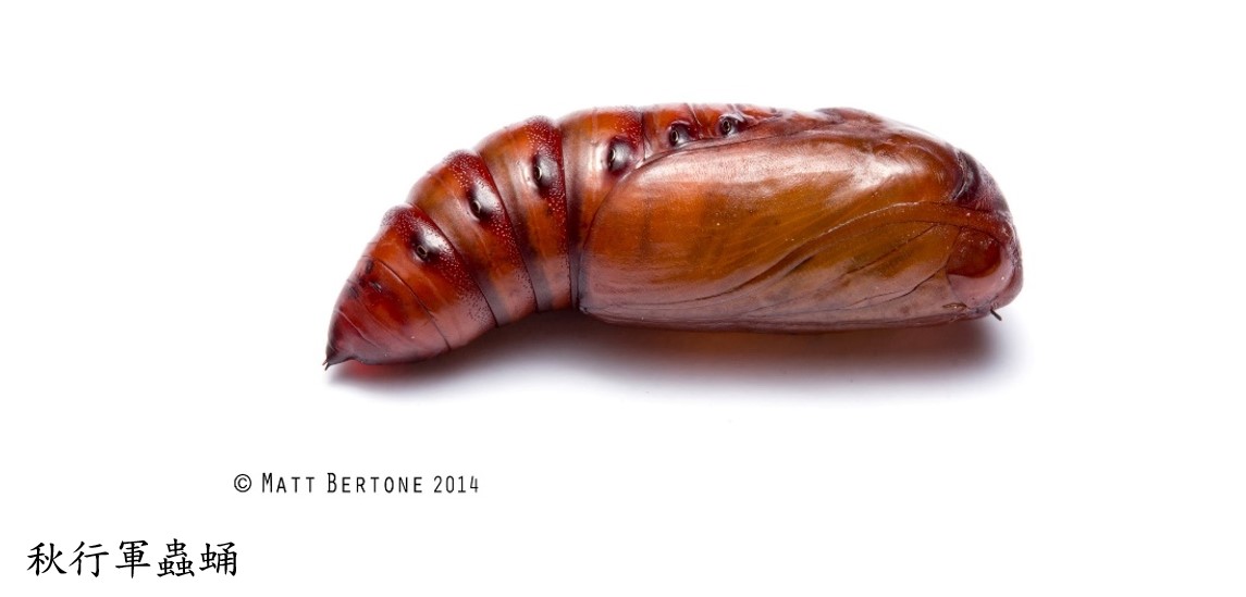 秋行軍蟲蛹