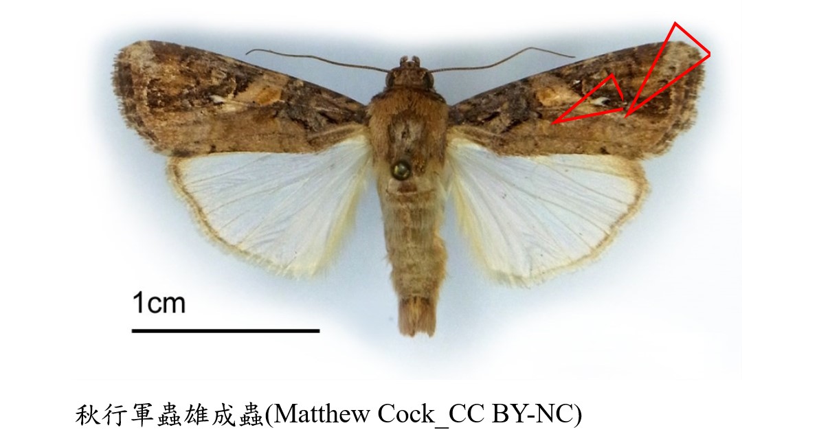 秋行軍蟲雄成蟲