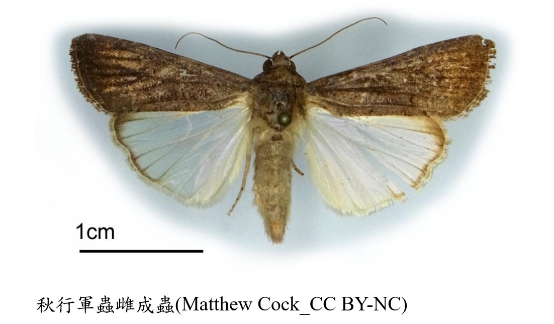 秋行軍蟲雌成蟲