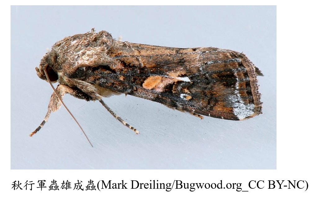 秋行軍蟲雄成蟲