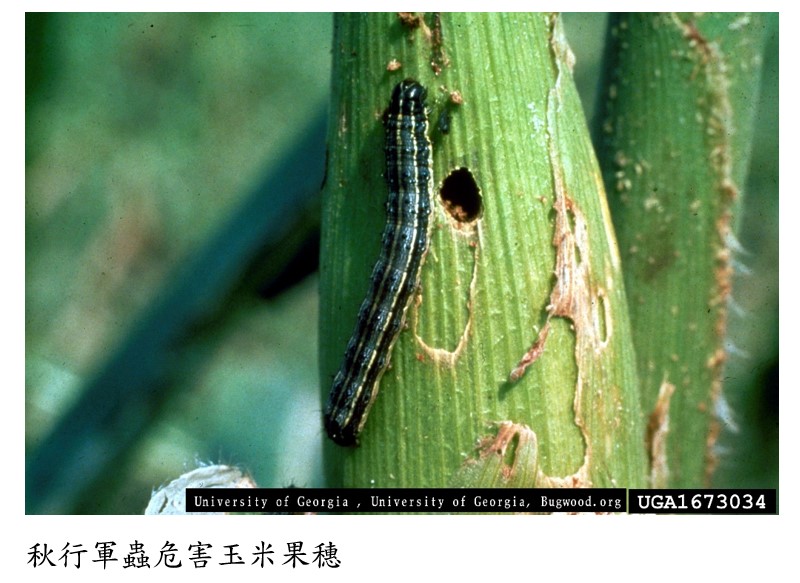 秋行軍蟲危害玉米果穗 秋行軍蟲危害玉米果穗