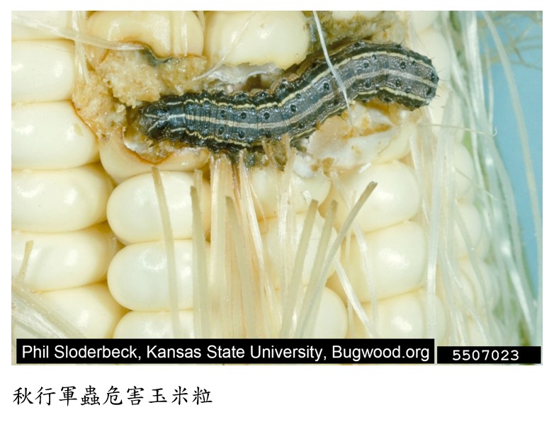 秋行軍蟲危害玉米果穗 秋行軍蟲危害玉米果穗