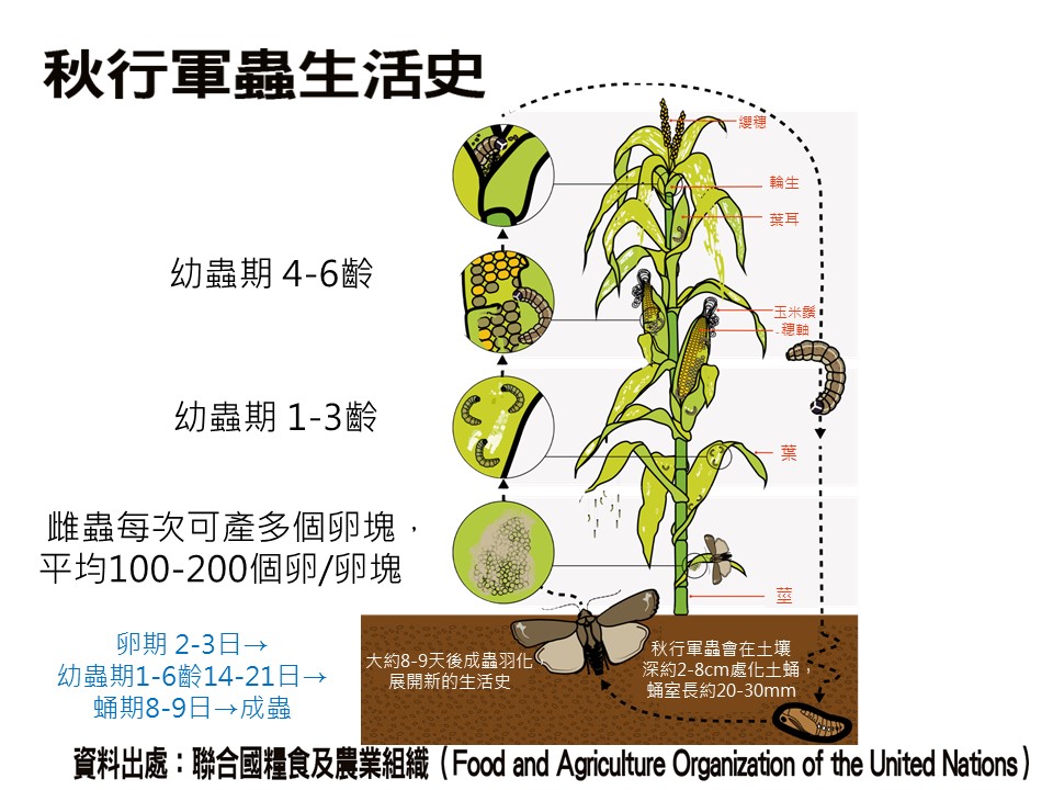 秋行軍蟲生活史 秋行軍蟲生活史