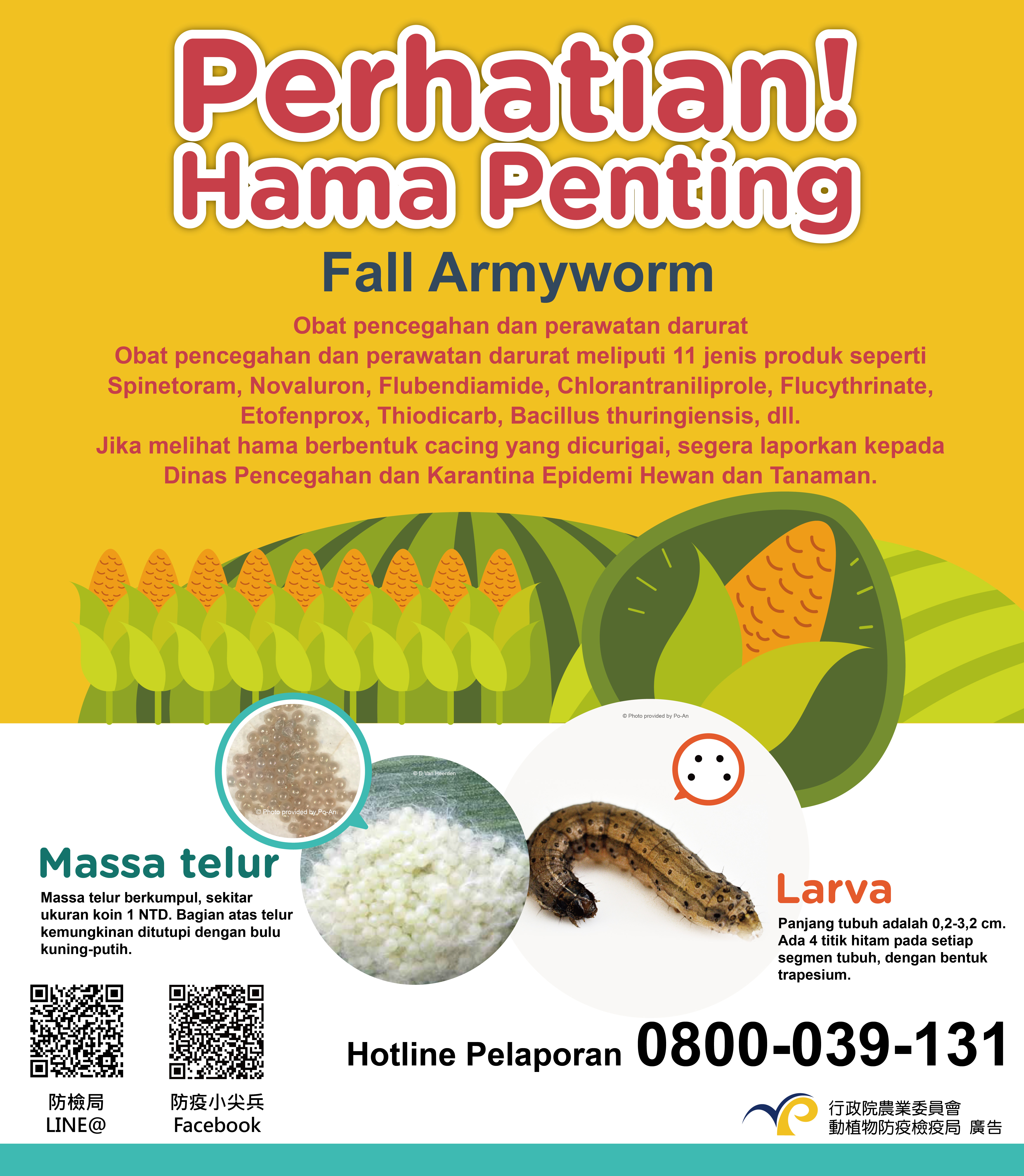 注意! 秋行軍蟲(印尼)