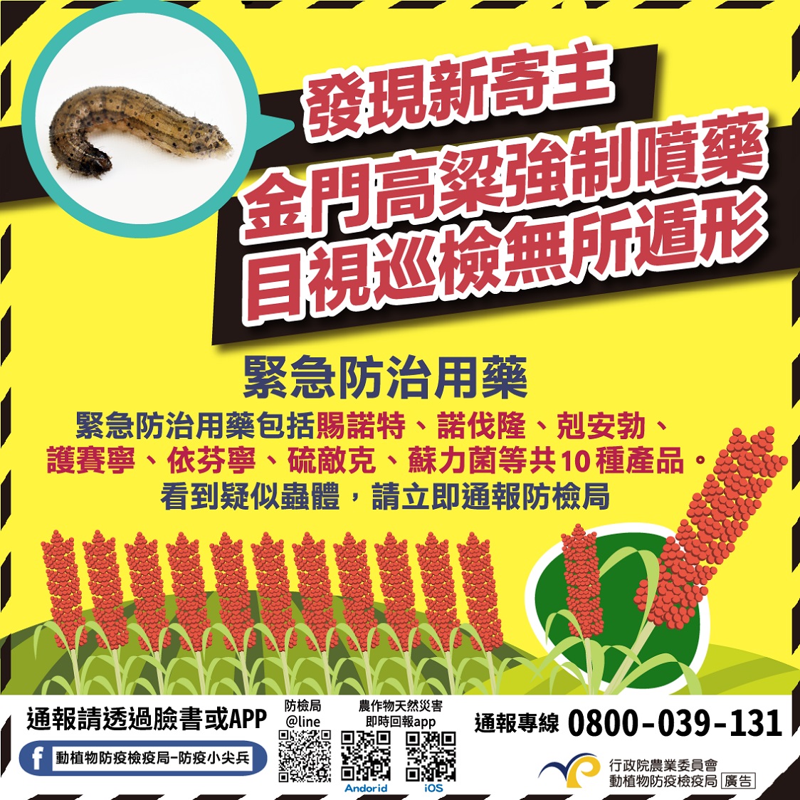 發現新寄主 金門高粱強制噴藥 目視巡檢無所遁形