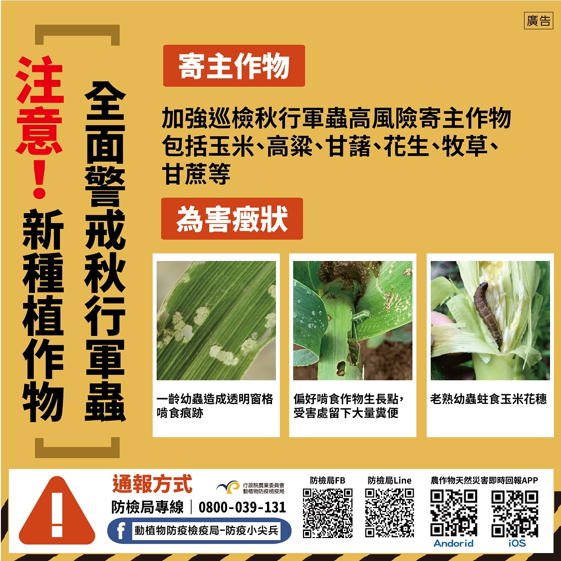 發現新寄主 金門高粱強制噴藥 目視巡檢無所遁形