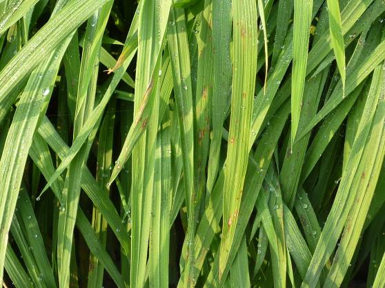稻熱病好發季節到  防檢局提防治3招「氮肥減量、施藥及引水灌溉」可減少損失