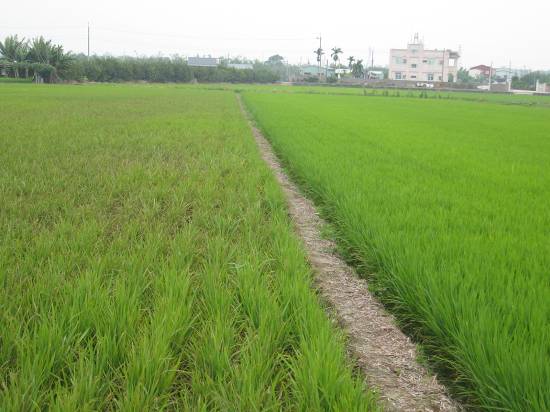 稻熱病好發季節到  防檢局提防治3招「氮肥減量、施藥及引水灌溉」可減少損失