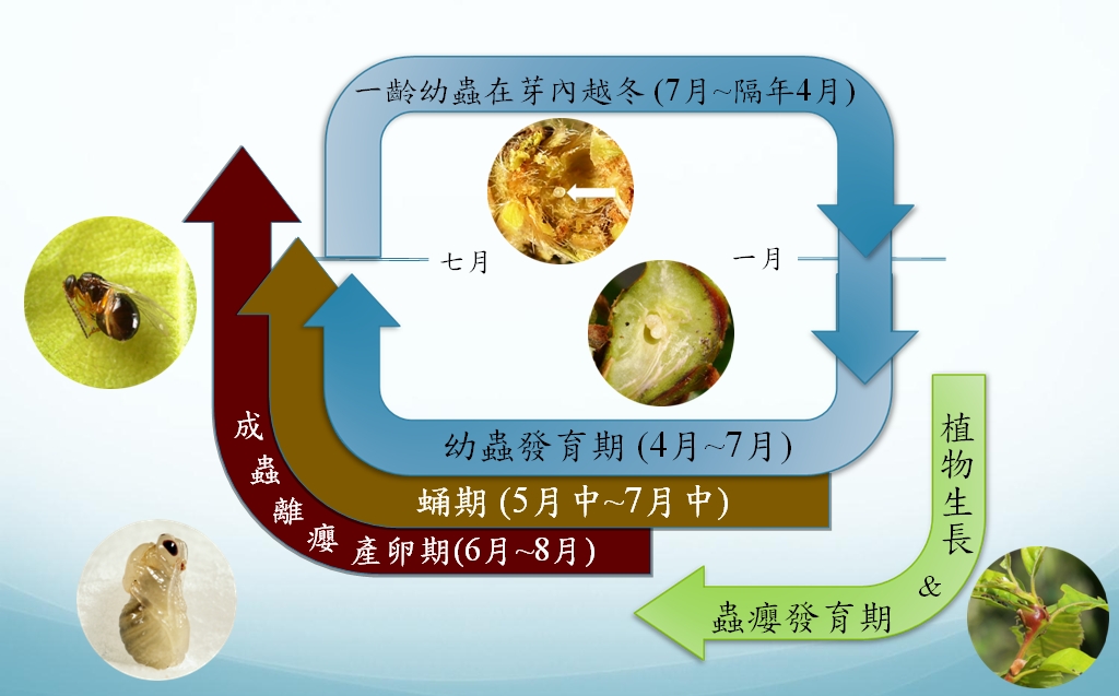圖1. 板栗癭蜂生活史示意圖。（楊曼妙提供）