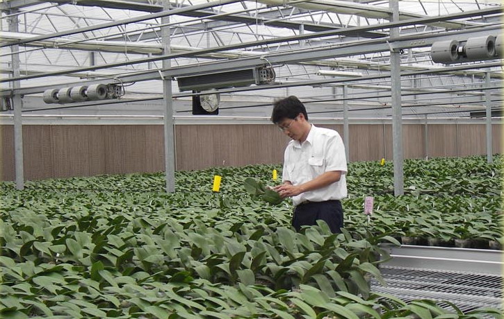 Administer Phalaenopsis with cultivated medium which is exported to the U. S. Administer Phalaenopsis with cultivated medium which is exported to the U. S.